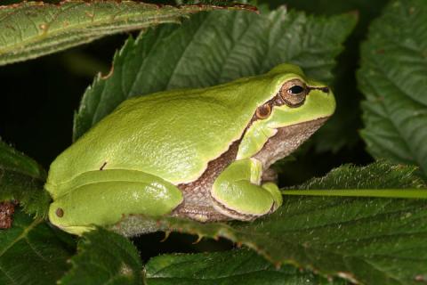 Laubfrosch